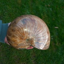 18cm sehr Großer Nautilus