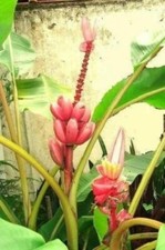 Rosa Bananen Palmen winterhart