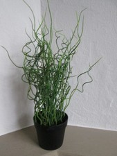 Ikea Pflanze künstlich Korkenzieher Gras Binse Liebeslocken TOP-Zustand