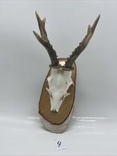 Rehgeweih Trophäen Rehbock