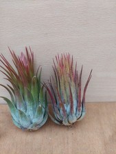 Tillandsia Sortiment,  2