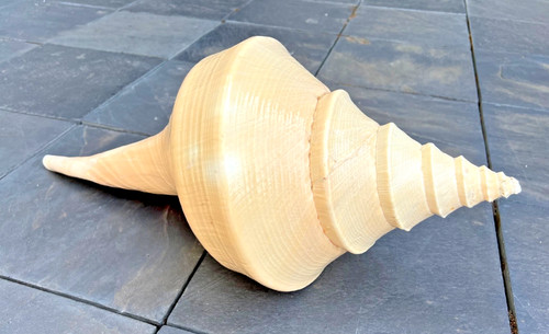 Syrinx aruanus xxl 545mm - syrinx,