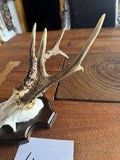 Sehr Kapitaler Reh Bock