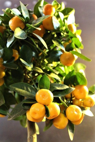 Calamondin - 2, x