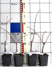 Metasequoia gl. "Goldrush"  -
