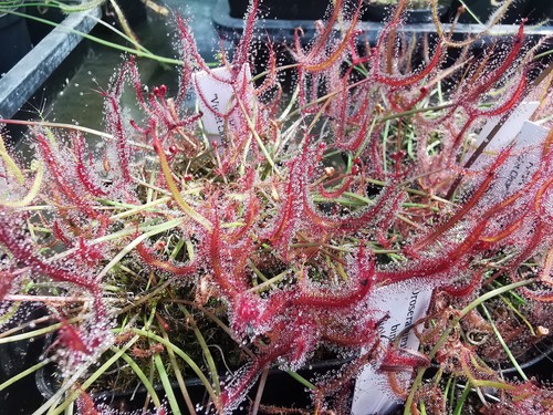 Drosera binata var - .,