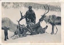 Foto WK2 Wehrmacht Weserübung Soldaten Rentier Einspanner Übung Kirkenes M1.88