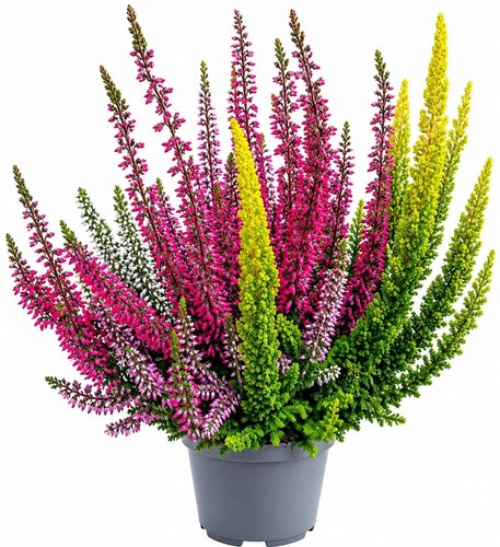 Stück knospenheide calluna - 5,
