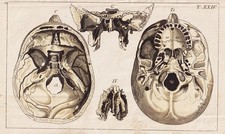 Schädel skull Skelett medicine Medizin Kupferstich engraving Wilhelm 1800