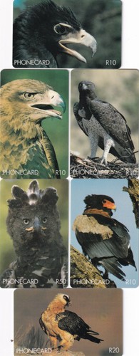 South africa chip birds of - africa,