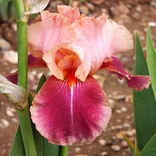 Iris Rhizom Staude Blüten