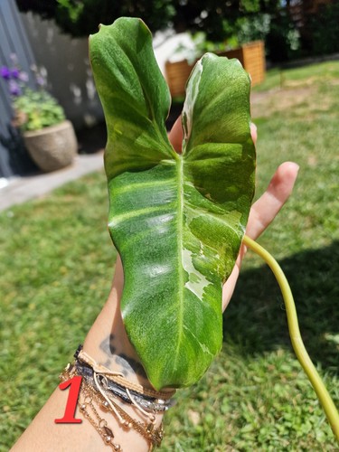 Philodendron paraiso verde - paraiso,
