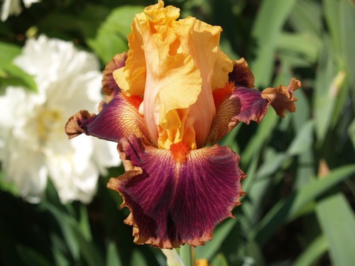 Schwertlilie iris sicilian - schwertlilie,