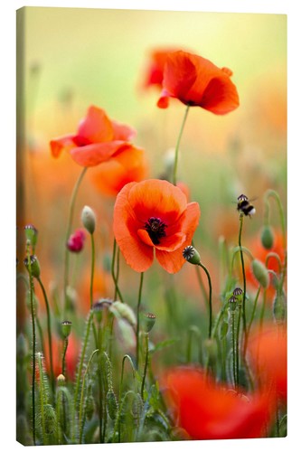 Leinwandbild mohnblumen iii - leinwandbild,