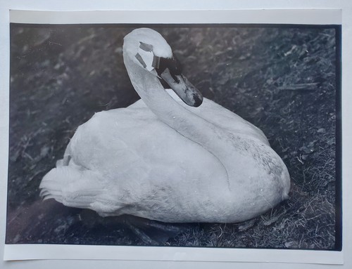 Fotografie fotokunst original - fotografie,