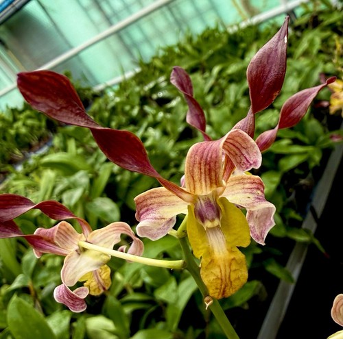 Dendrobium black antelope - dendrobium,