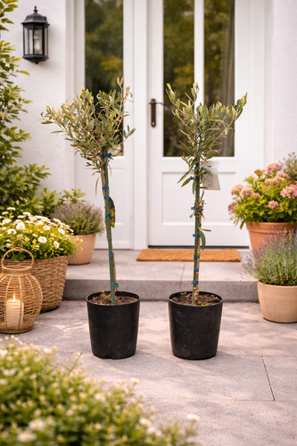 Olivenbaum 100 cm - 80-100, olea