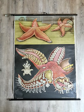 alte Schulwandkarte Lehrtafel Lehrmittelverlag Hagemann Nr. 26 roter Seestern