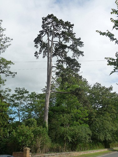 Fotobaum bei tidmington - fotobaum,