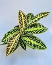 Sehr Schöne Labisia Japonica