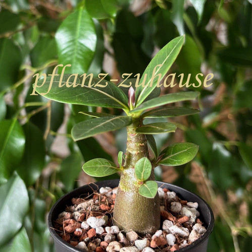 Adenium arabicum red - arabicum, „red