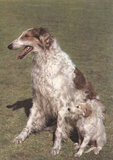 * Windhund *  BARSOI *  BORZOI    * Levrier ***   Postcard  * # 102