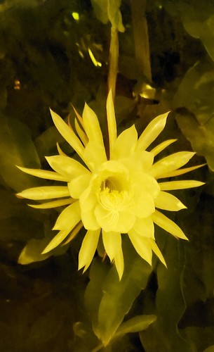 Epiphyllum-oxypetalum