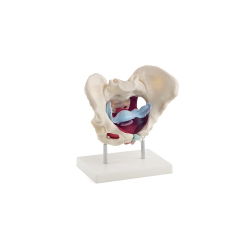 Anatomisches beckenmodell - anatomisches,
