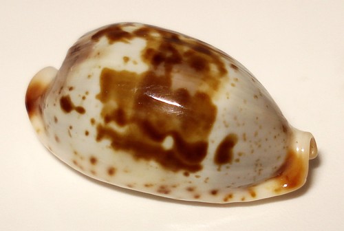 Meeresschnecke cypraea - meeresschnecke,