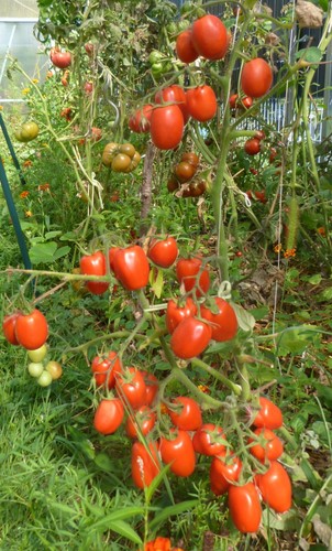 Tomate kiebitz kibiz - tomate,