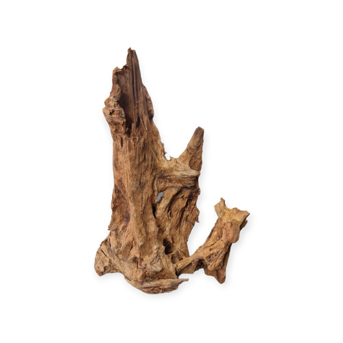 Mangrovenwurzel bis 60cm - 40,
