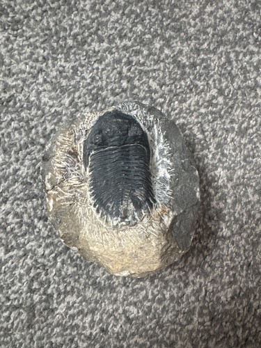 Marokkanischer trilobit fossil - marokkanischer,
