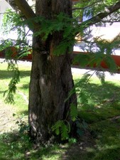 Metasequoia glyptostroboides