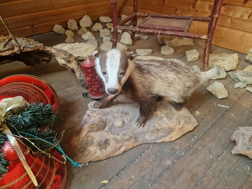 Tierpräparat dachs - tierpräparat, dachs!