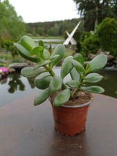 Affenbrotbaum Pfennigbaum