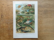 Orig.(1908) Chromolithographie