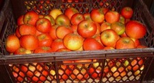 Äpfel seltene Goldrenette