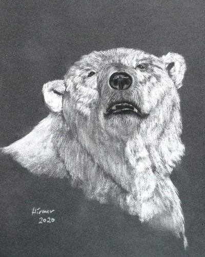 Eisbär 132 zeichnung - ,