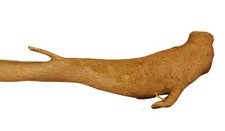 Terrarium Wurzel XL Breite