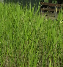 Schilfrohr - Phragmites