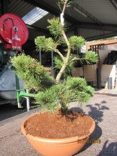 Pinus mugo Formschnitt Pompon - Krummholz-Kiefer Formschnitt Pompon