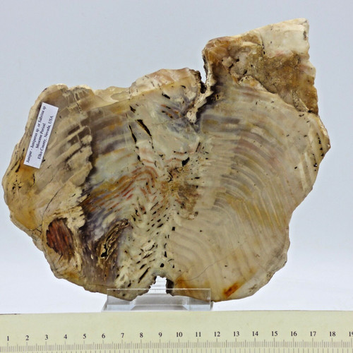Miozän versteinertes fossil - miozän,