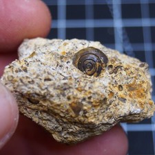 34gr Snail Cepaea Rüssingen
