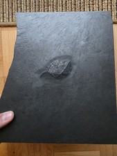 Großer Nahecaris Panzer Fossil Bundenbach Schiefer Devon Arthropode Hunsrück