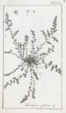 Hornkraut Herniaria glabra