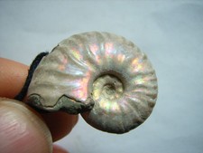 Bunt schillernder AMMONIT aus