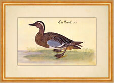 Ein Kernel Knäkente Wildente