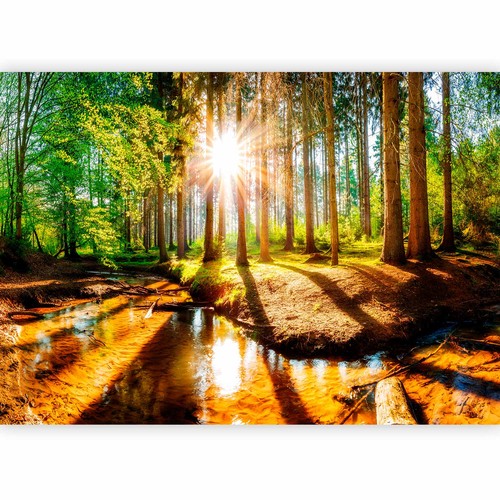 Landschaft wald bäume - landschaft,