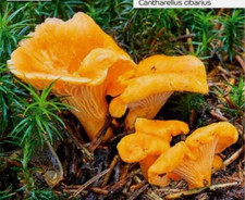 XXL Set Pfifferling Pilz