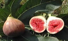 Ficus carica ronde de - carica, 'ronde